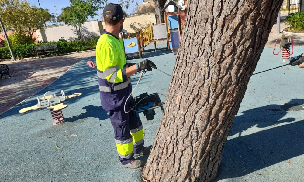 Trabajos en Morón contra la oruga procesionaria