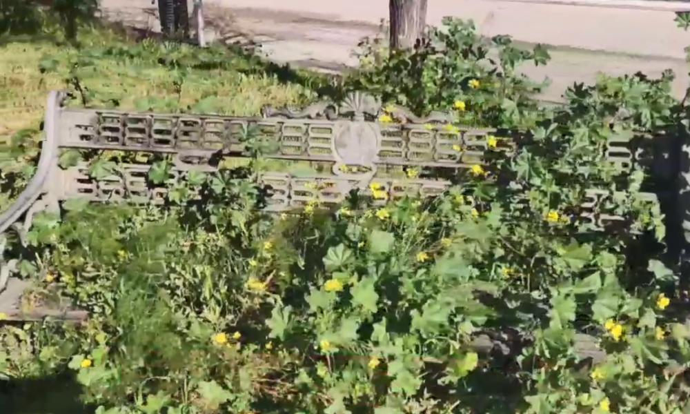 En Vídeo. IU pide al gobierno municipal que termine  de forma inmediata las labores de jardinería del parque La Pera de La Ramira